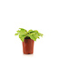 Hosta Fire Island 1gal