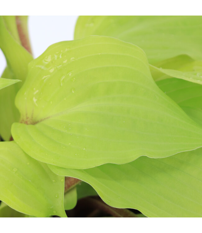 Hosta Fire Island 1gal | Éclat doré pour jardins ombragés