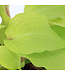 Hosta Fire Island 1gal | Éclat doré pour jardins ombragés