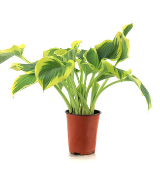 Hosta Liberty 1 gal