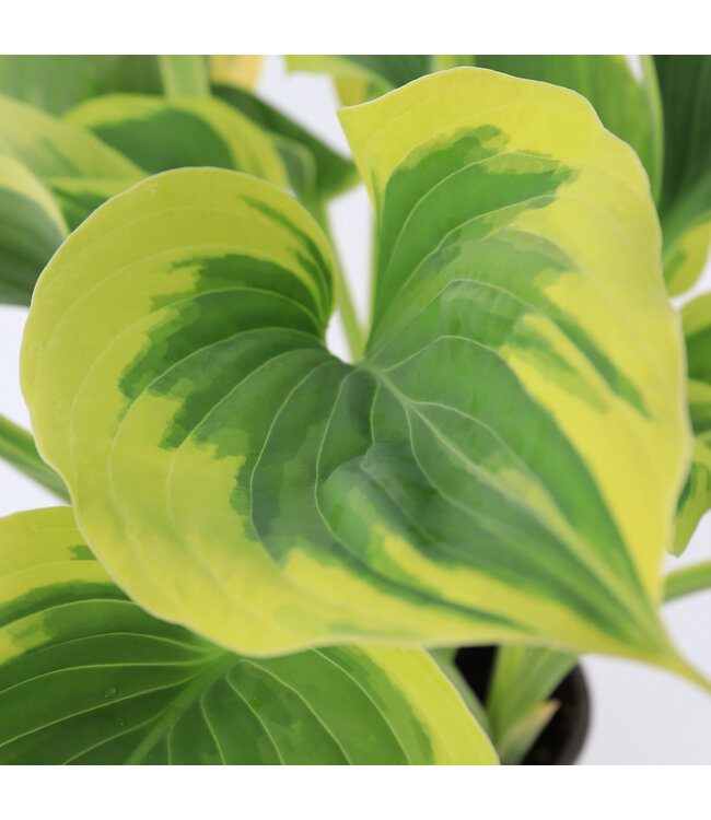 Hosta Liberty 1 gal | Charme panachée pour jardins ombragés