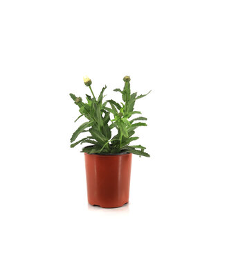 Leucanthemum Betsy 1 gal