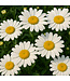 Leucanthemum Betsy 1 gal | Marguerite géante éclatante