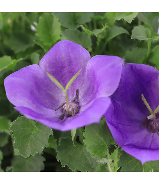 Campanula Rapido Blue 1gal | Éclat violet pour vos arrangements