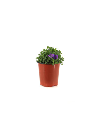 Campanula Rapido Blue 1gal