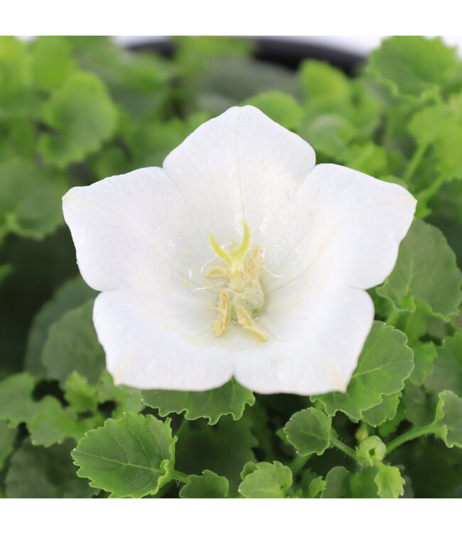 Campanula Rapido White 1gal | Blanc pur éclantant