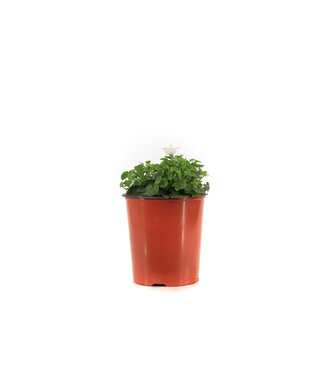 Campanula Rapido blanc 1 gal