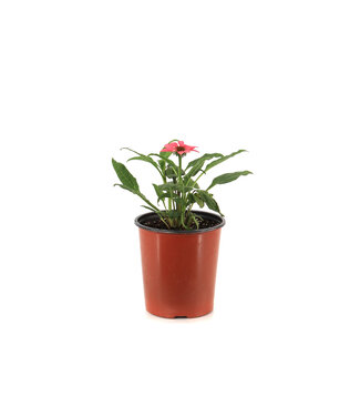 Echinacea Artisan Brilliant rose 1 gal
