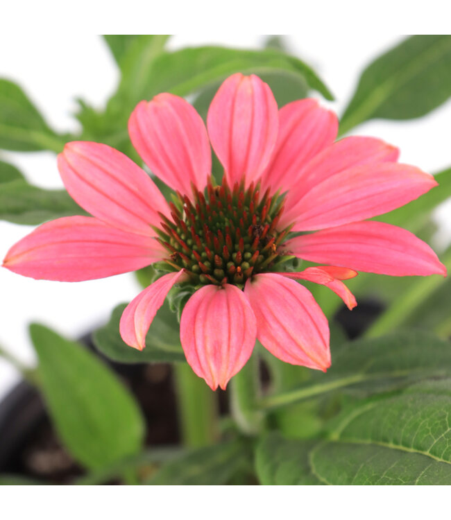 Echinacea Artisan Brilliant rose 1 gal | Beauté rose fuschia incroyable