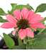 Echinacea Artisan Brilliant rose 1 gal | Beauté rose fuschia incroyable
