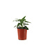 Echinacea Artisan Soft Orange 1 gal | Orange chaleureux pour vos jardins