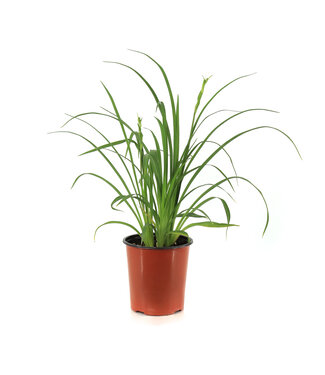Hemerocallis Purple d'Oro 1gal