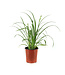 Hemerocallis Purple d'Oro 1gal | Une explosion mauve au cœur de votre jardin