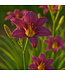 Hemerocallis Purple d'Oro 1gal | Une explosion mauve au cœur de votre jardin