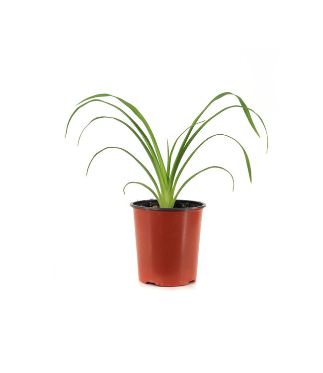Hemerocallis Ruby d'Oro 1gal | Éclat rubis pour votre jardin