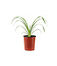 Hemerocallis Ruby d'Oro 1gal