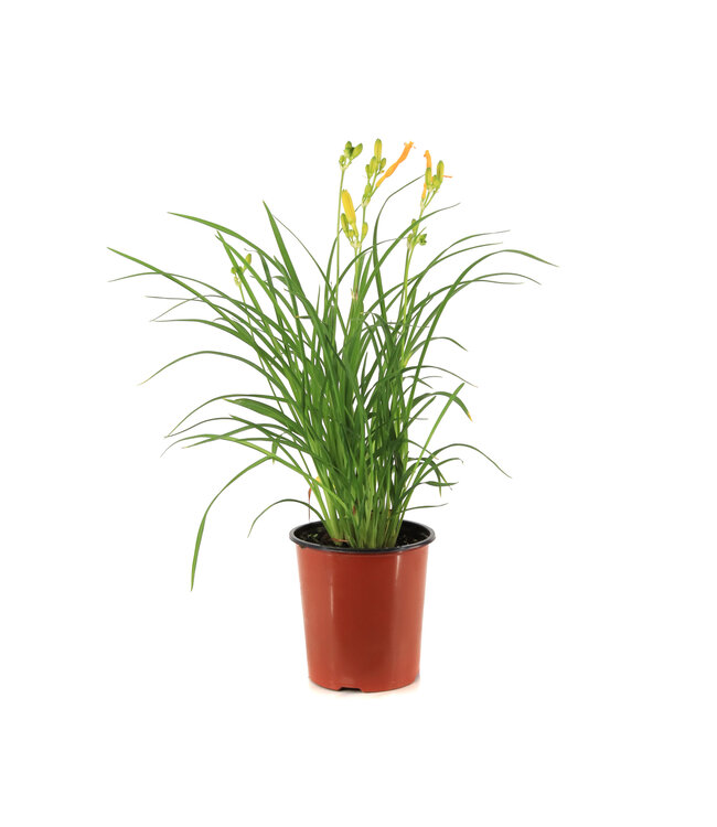 Hemerocallis Stella de Oro 1gal | L’étoile dorée du jardin