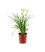 Hemerocallis Stella de Oro 1gal | L’étoile dorée du jardin