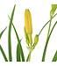 Hemerocallis Stella de Oro 1gal | L’étoile dorée du jardin