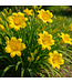 Hemerocallis Stella de Oro 1gal | L’étoile dorée du jardin