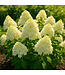 Hydrangea Bobo 2gal | Compact et floraison spectaculaire