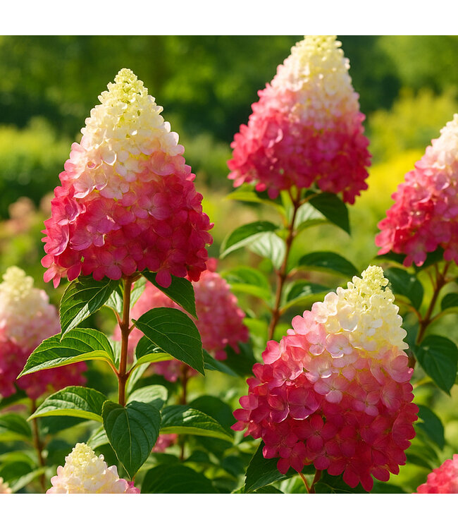 Hydrangea Quick Fire Fab 2gal | Explosion de couleurs dès le début de l'été
