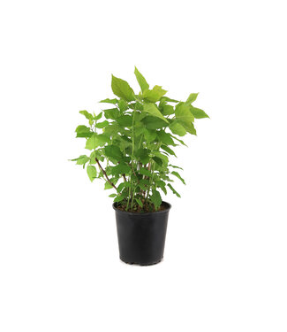 Hydrangea Annabelle 2 gal