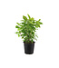 Hydrangea Annabelle 2 gal