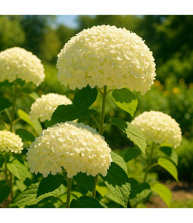 Hydrangea Annabelle 2 gal | L'élégance florale en majesté