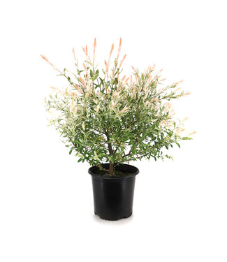 Salix Hakuro Nishiki 2 gal
