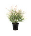 Salix Hakuro Nishiki 2 gal | Du panache pour un jardin lumineux