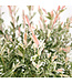 Salix Hakuro Nishiki 2 gal | Du panache pour un jardin lumineux