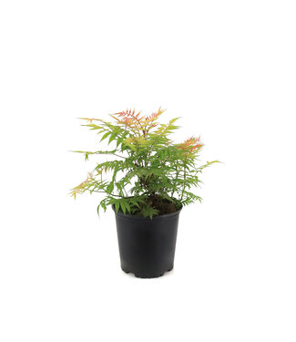 Sorbaria Sem 2 gal