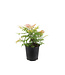 Sorbaria Sem 2 gal