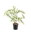 Spiraea Vanhouttei 2 gal | Cascade fleurie et odorante