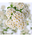 Spiraea Vanhouttei 2 gal | Cascade fleurie et odorante