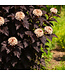 Physocarpus Diabolo 2 gal | Look violacé au jardin