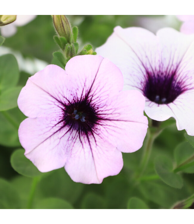 Jardinière fleurs ou légumes 10 po | Cultivez fleurs et légumes avec style