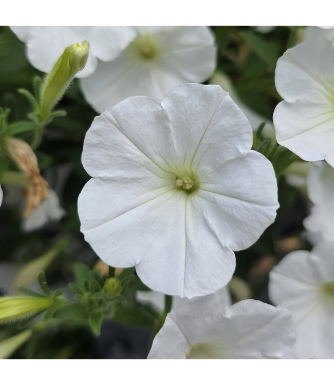Jardinière fleurs ou légumes 10 po | Cultivez fleurs et légumes avec style