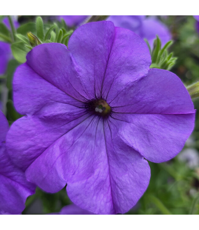 Jardinière fleurs ou légumes 10 po | Cultivez fleurs et légumes avec style