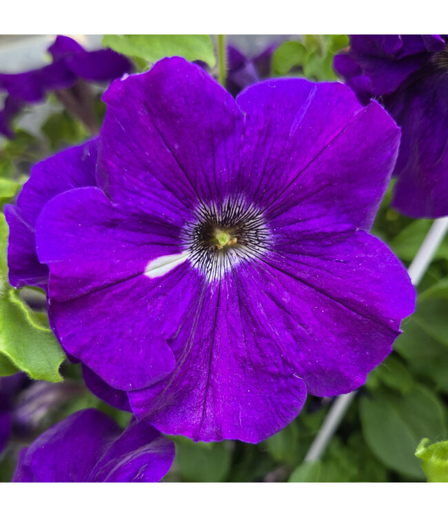 Jardinière fleurs ou légumes 10 po | Cultivez fleurs et légumes avec style