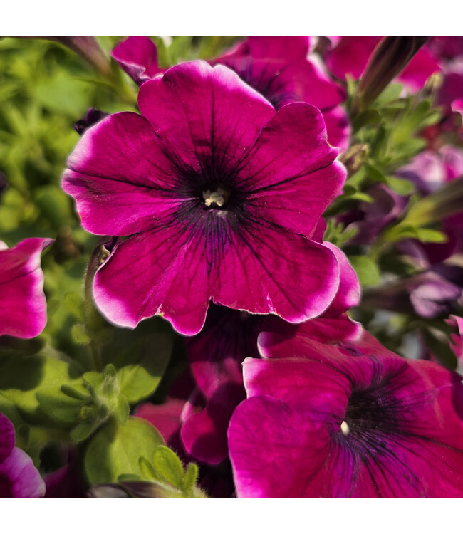 Jardinière fleurs ou légumes 10 po | Cultivez fleurs et légumes avec style