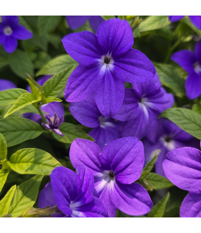 Jardinière fleurs ou légumes 10 po | Cultivez fleurs et légumes avec style