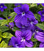 Jardinière fleurs ou légumes 10 po | Cultivez fleurs et légumes avec style