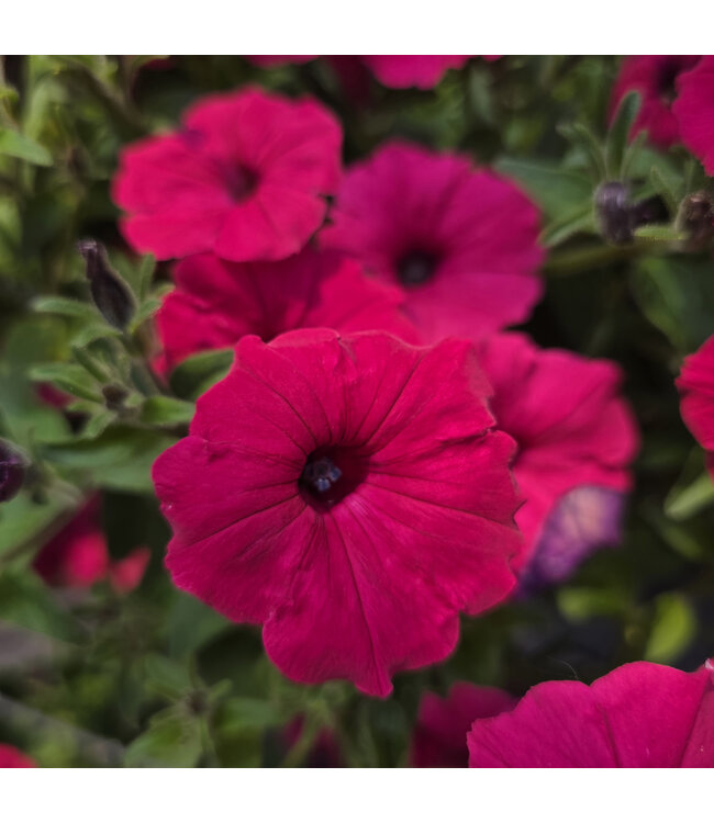 Jardinière fleurs ou légumes 10 po | Cultivez fleurs et légumes avec style