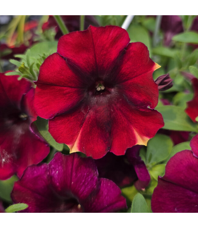 Jardinière fleurs ou légumes 10 po | Cultivez fleurs et légumes avec style