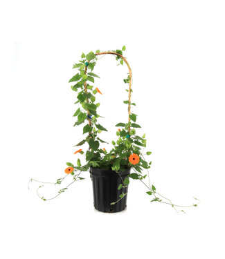 Thunbergia orange 1 gal