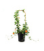 Thunbergia orange 1 gal