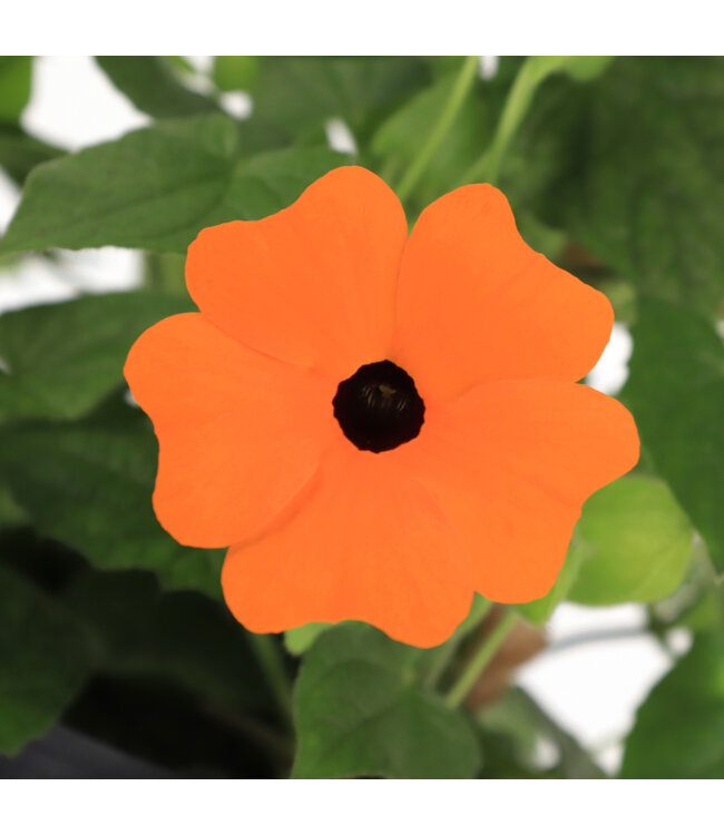 Thunbergia orange 1 gal | Explosion de couleurs pour vos espaces verticaux