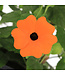 Thunbergia orange 1 gal | Explosion de couleurs pour vos espaces verticaux